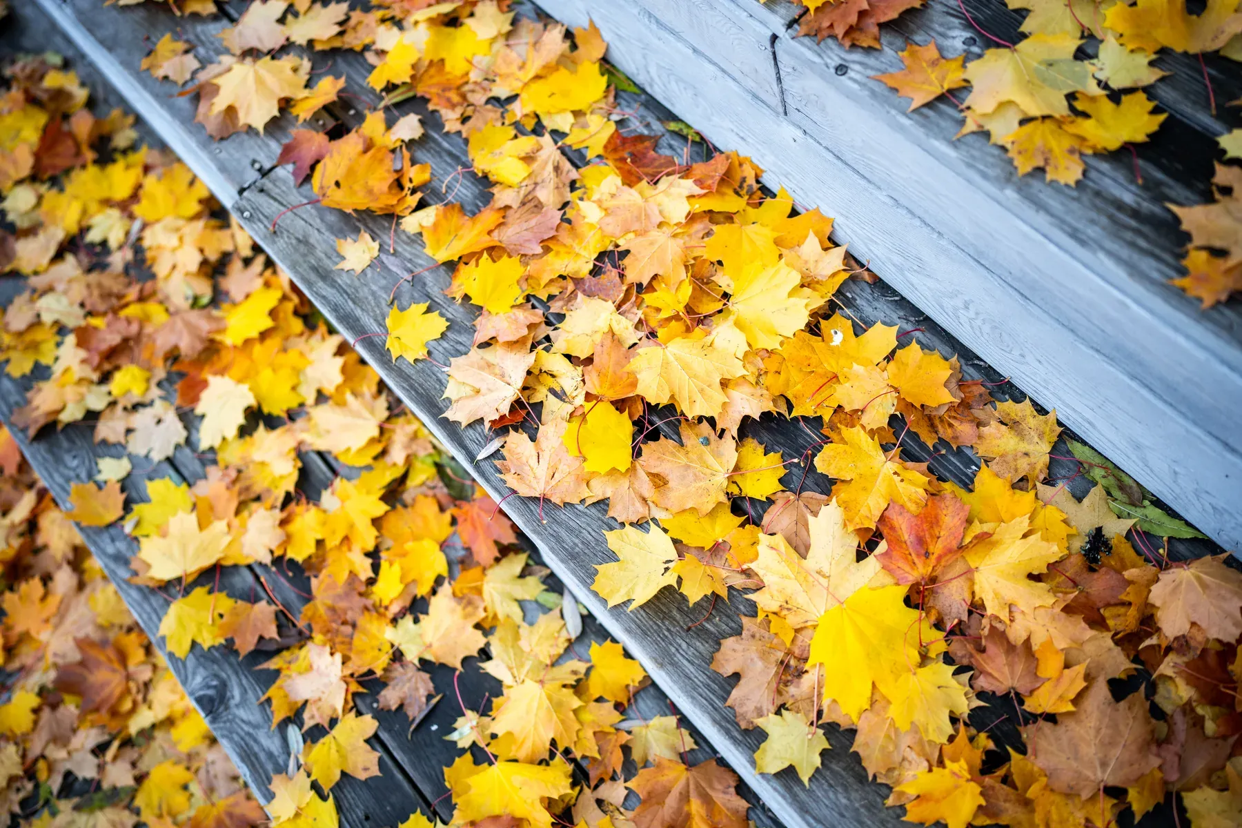 Maintaining Wooden Houses: Tips for Longevity and Durability