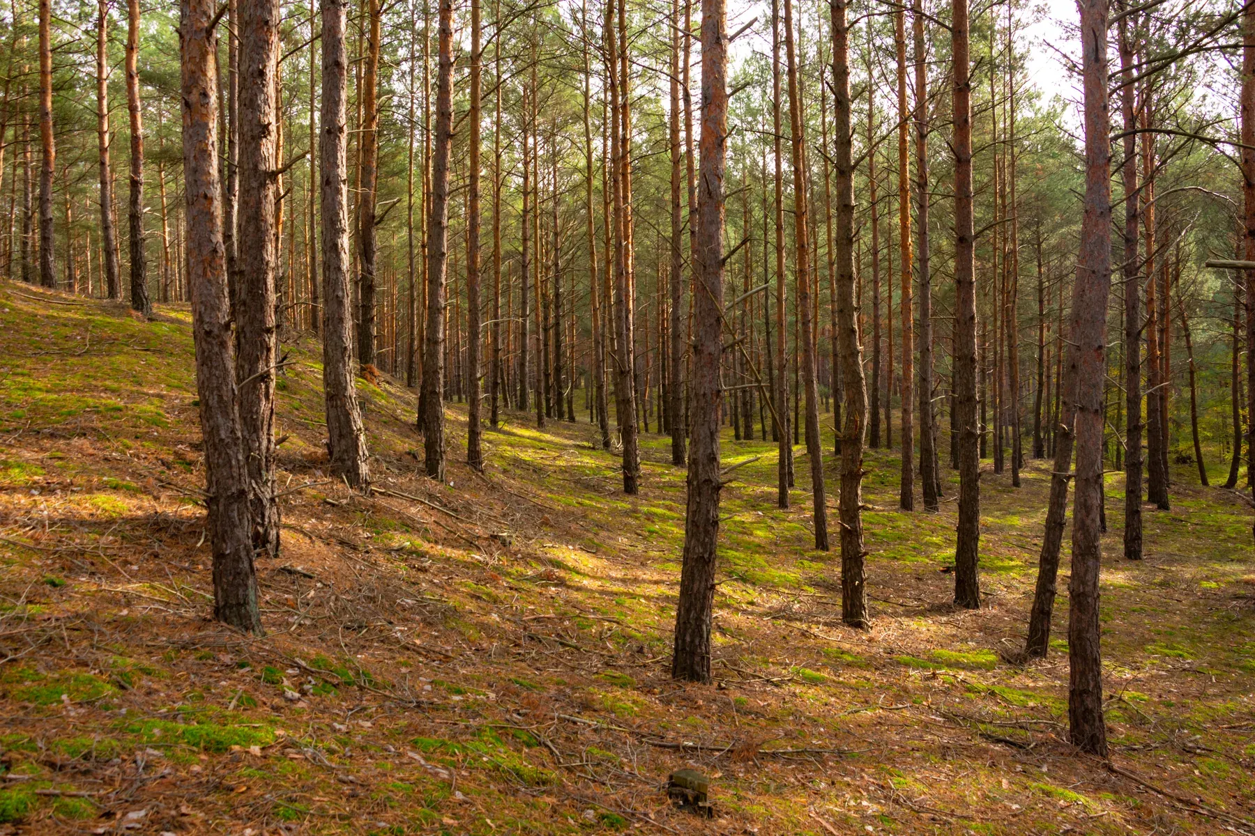 Why Choose FSC-Certified Wood for Your Wooden Home